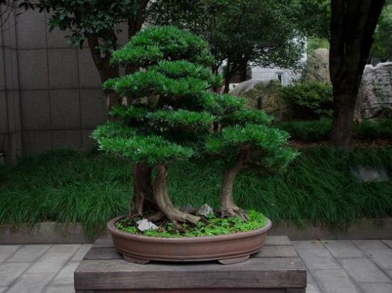 羅漢松修剪方法圖解，只需要三點(diǎn)步驟造型美觀茂盛