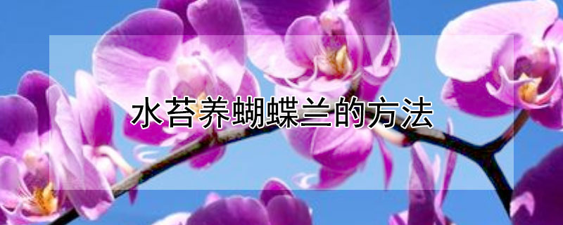 水苔養(yǎng)蝴蝶蘭的方法