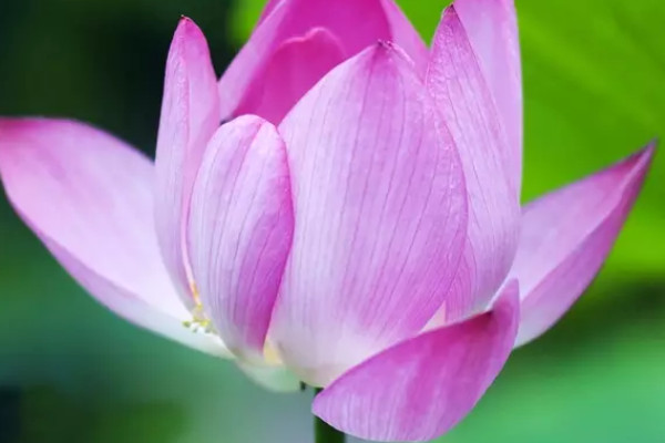 荷花養(yǎng)殖需要經(jīng)常曬太陽(yáng)嗎