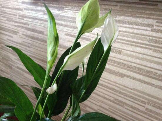 一帆風(fēng)順花的擺放禁忌，忌光線太強(qiáng)與溫度極低處