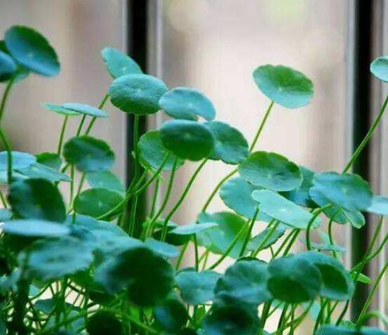 水培銅錢草葉子發(fā)黃怎么辦，四種原因以及解決方法