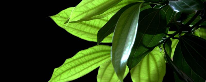 平安樹怎么養(yǎng)