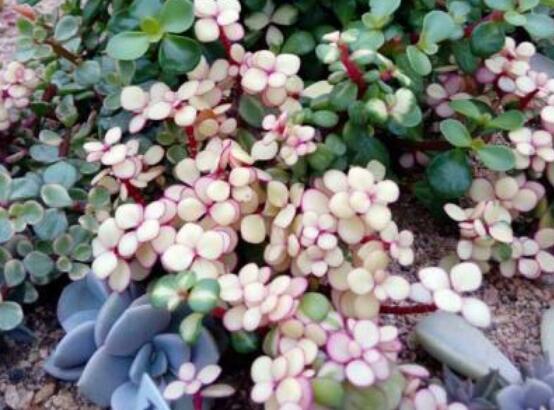 雅樂之舞怎么養(yǎng)才變紅，教你五種最快速變紅好方法