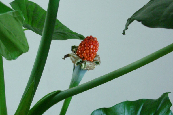 滴水觀音與芋頭的區(qū)別