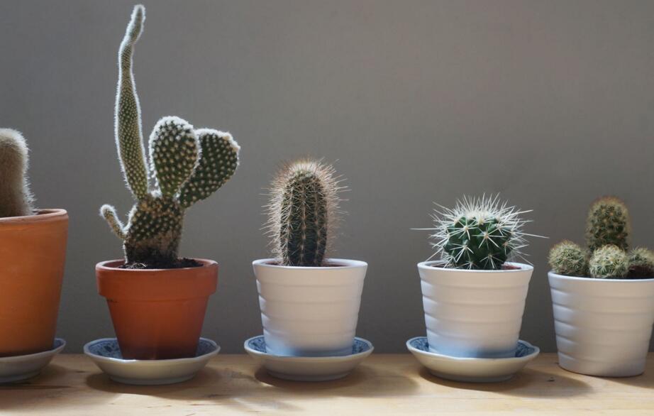 仙人掌繁殖方法大全，側芽和種子繁殖方法最適合