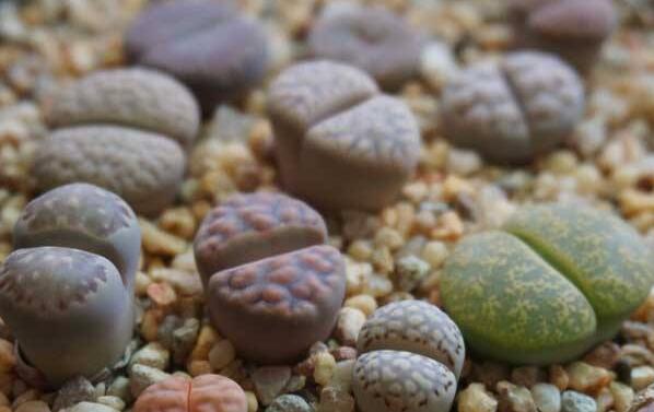 生石花用什么土最好，適宜的土壤配制