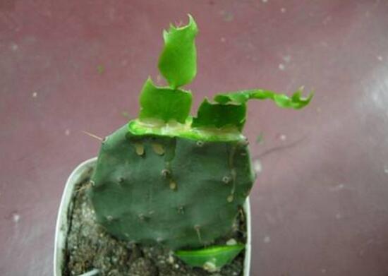 仙人掌爛根原因，仙人掌爛根怎么辦/重新栽培