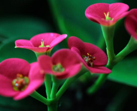 虎刺梅掉葉子怎么辦，四種原因以及解決方法