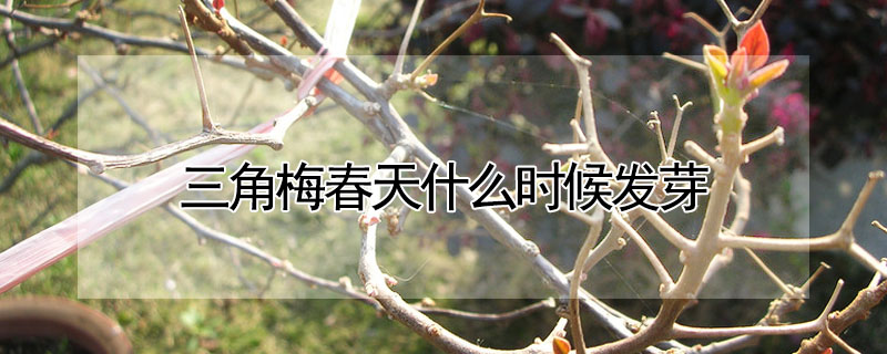 三角梅春天什么時(shí)候發(fā)芽