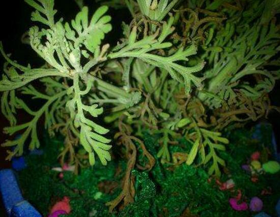 薰衣草葉子干枯怎么辦，教你正確的補(bǔ)救方法