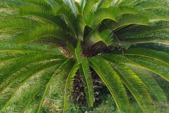 鐵樹有幾種，細數(shù)最好看的六大品種