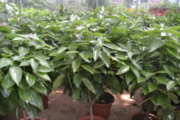 平安樹干枯怎么救活，找到原因及時進行補救