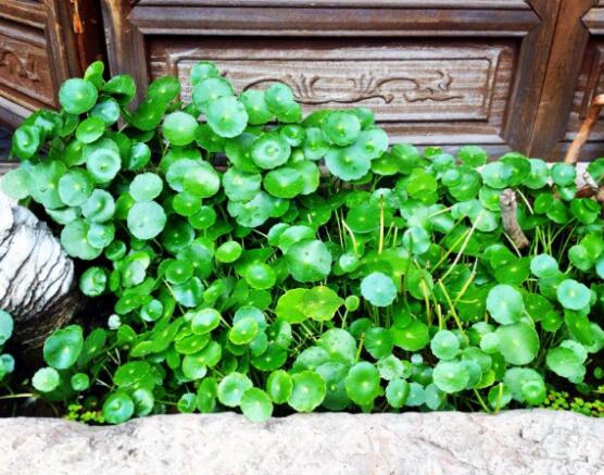 銅錢(qián)草放哪里招財(cái)，教你四個(gè)擺放最佳位置