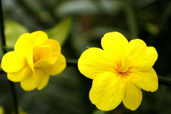 迎春花是什么季節(jié)開的