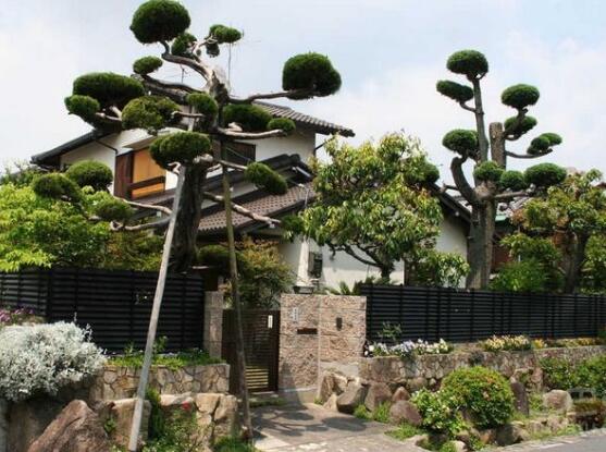 羅漢松能種大門兩邊嗎，可以/趨吉避兇、辟邪化煞