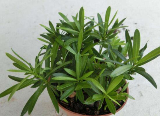 小葉羅漢松的養(yǎng)殖方法，老農(nóng)總結八大簡單易學的養(yǎng)殖技巧