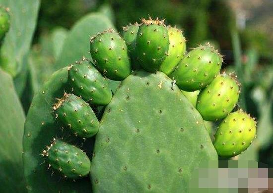 仙人掌的用途與價(jià)值，清熱解毒、消炎解暑、開(kāi)胃健脾、清咽潤(rùn)肺