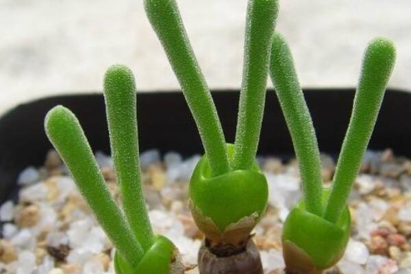 碧光環(huán)怎么繁殖