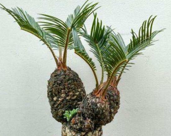 鐵樹多頭盆景怎么制作，多頭鐵樹盆景制作方法