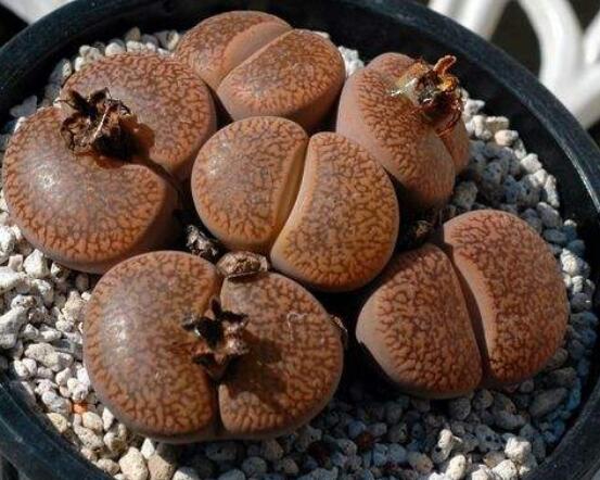 生石花移植方法，做好六點(diǎn)基本步驟成功率百分百