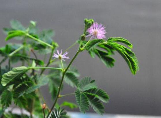 含羞草有毒嗎可以碰嗎，毒性比較輕微/盡量別長時間接觸