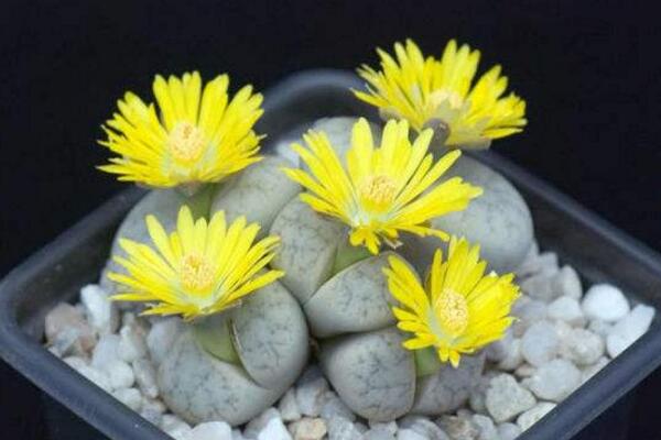 生石花可以活多久，只要養(yǎng)護得當它的壽命可達百年