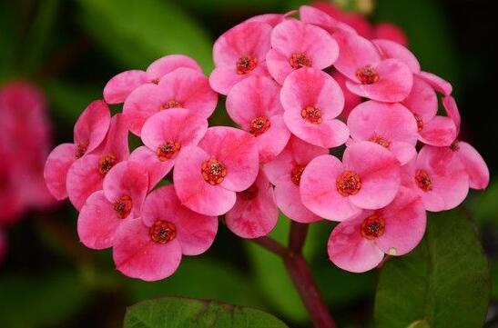 虎刺梅花期，養(yǎng)的好一年四季都可以開花