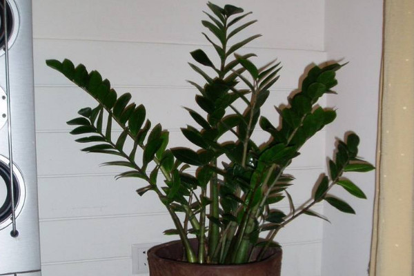 金錢(qián)樹(shù)移盆后幾天服盆