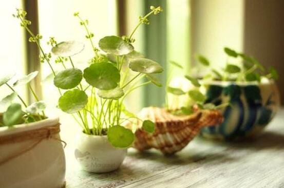 銅錢草泡水喝的作用，利尿排石、抗炎消炎