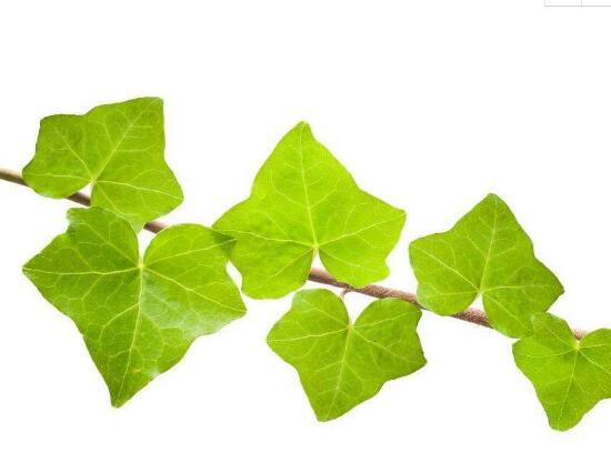 常春藤葉子發(fā)黃的原因有三，讓它重新恢復(fù)生機(jī)