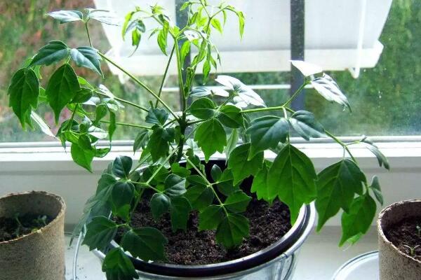 幸福樹(shù)喜水嗎