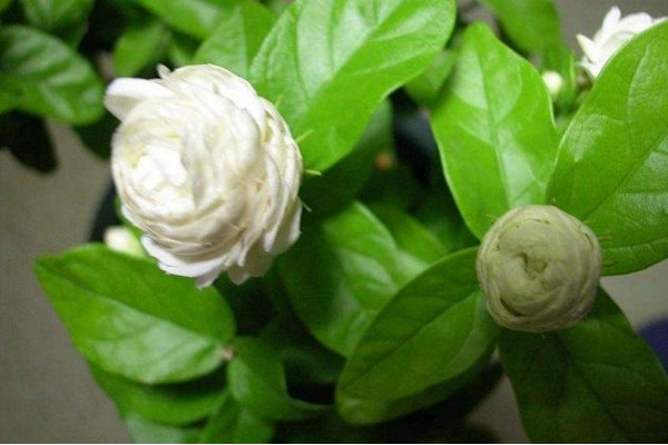 虎頭茉莉有毒嗎，沒有毒性可以方向養(yǎng)護(hù)