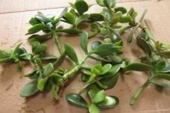 玉樹爛根了怎么辦該如何挽救，原因以及解決方法