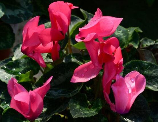 仙客來不長新葉怎么辦，多半是盆土澆水光照導(dǎo)致