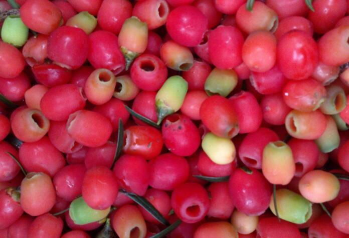 家里養(yǎng)紅豆杉樹好嗎，好/放在家中的這幾個方位上最好