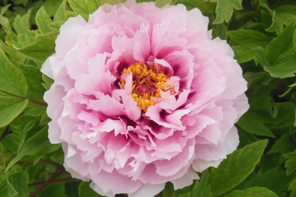 盆栽牡丹花的養(yǎng)殖方法和注意事項