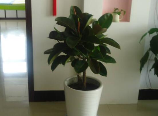 橡皮樹的葉插方法，擇基部下小嫩芽葉片/春秋季節(jié)扦插最佳