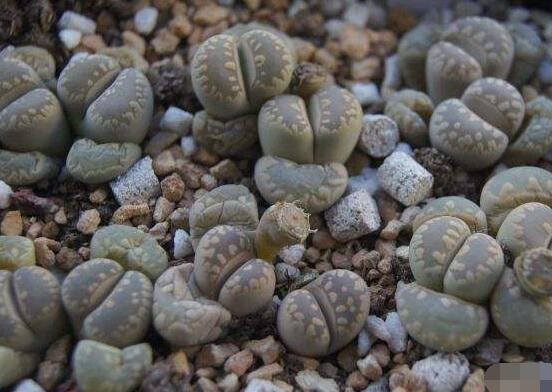 生石花怎么養(yǎng)護，做好五點生長美觀茂盛