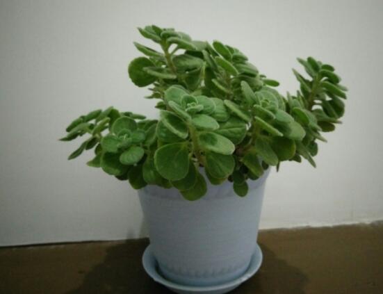 碰碰香怎么養(yǎng)茂盛，只需做好五個(gè)要點(diǎn)盆盆爆滿