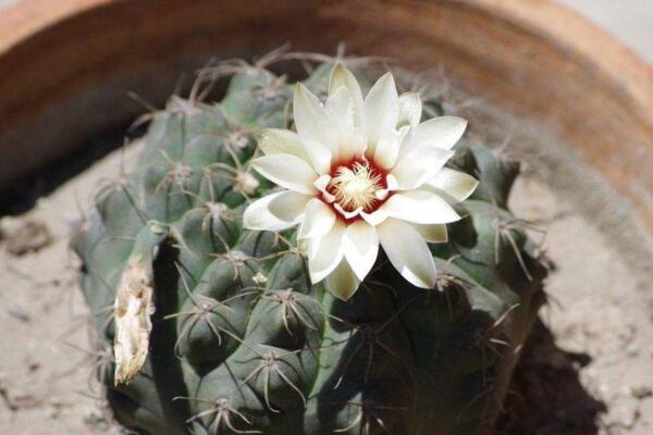 仙人球什么時候開花，每年的5月份開花（開花條件較高）