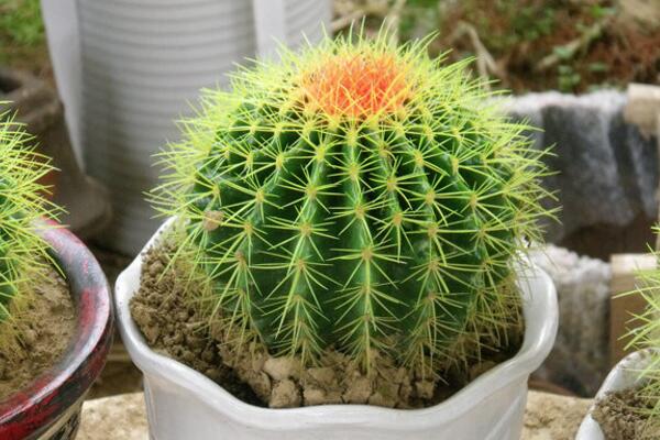 仙人球澆水方法，不同的季節(jié)植株對水分的需求不同