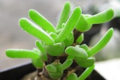 碧光環(huán)冬季怎么養(yǎng)，冬季養(yǎng)護5大要點