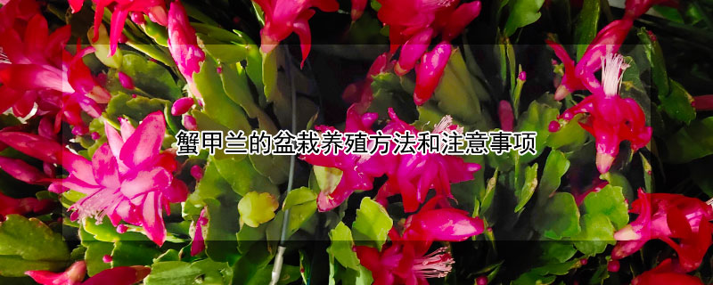 蟹甲蘭的盆栽養(yǎng)殖方法和注意事項