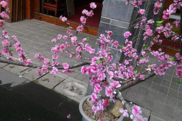 盆栽桃花的養(yǎng)殖方法，保證土壤、環(huán)境適宜