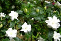 六月雪葉子干枯掉落，五種原因以及解決方法