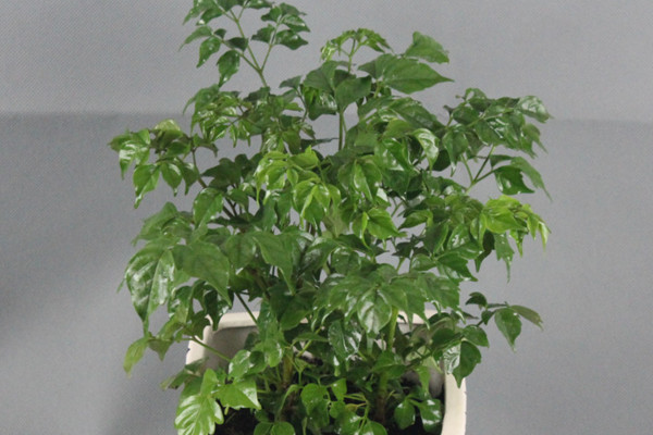 幸福樹(shù)施什么肥最好，施氮肥能促進(jìn)枝葉茂盛