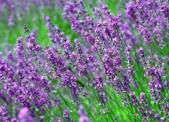 薰衣草有毒嗎，薰衣草可以放在臥室嗎/無毒放心養(yǎng)殖