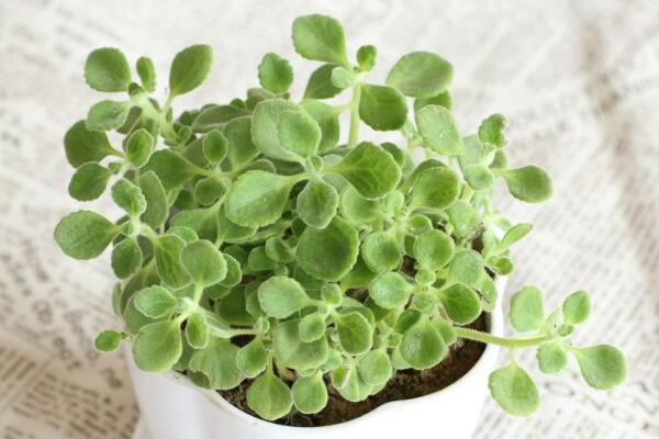 碰碰香掉葉子怎么辦，四種原因以及解決方法