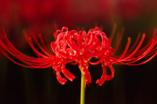 彼岸花的生長(zhǎng)周期是多久