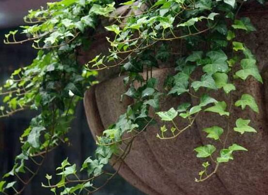 水培常春藤的養(yǎng)殖方法，老農(nóng)總結(jié)的簡(jiǎn)單易學(xué)三部曲